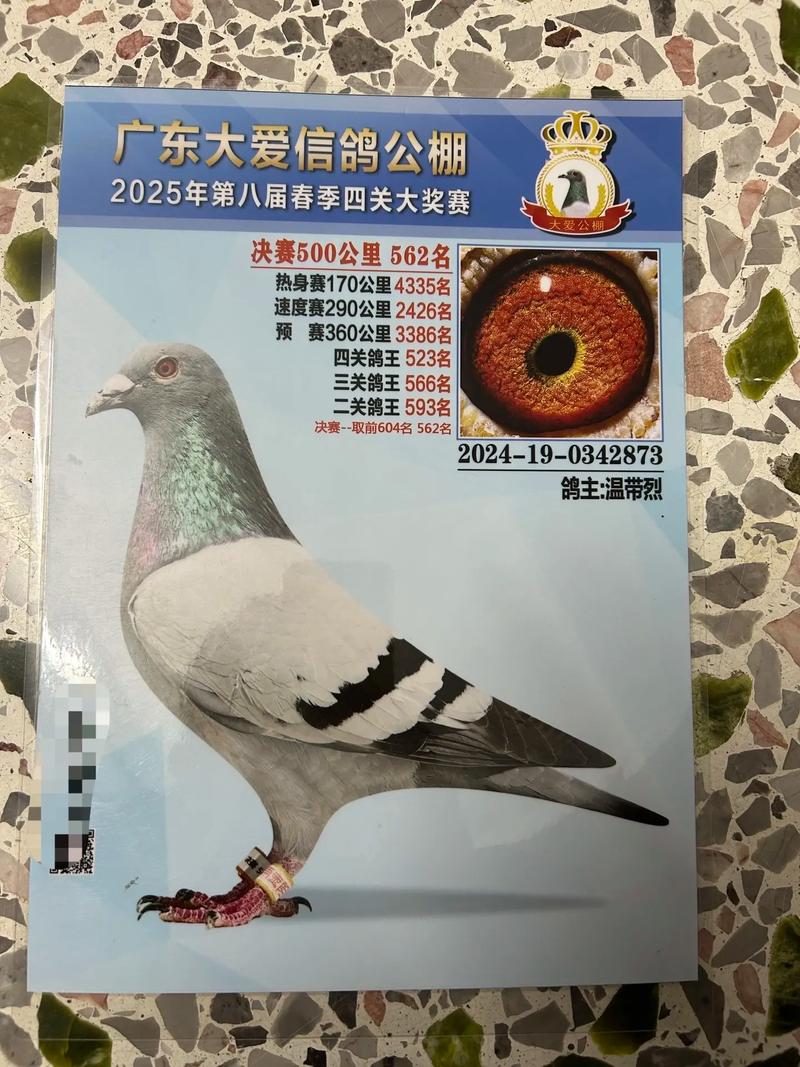 中国信鸽赛事直播平台