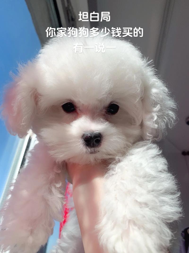 快手比熊叨叨的快手号