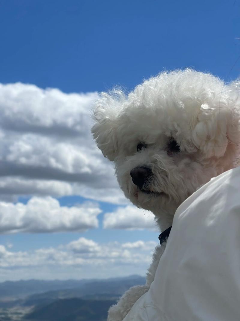 快手比熊叨叨的快手号