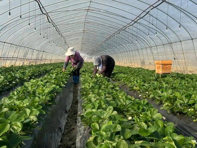 草莓种植视频全程直播