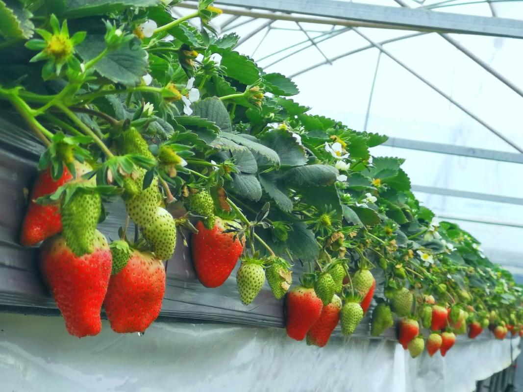 草莓种植视频全程直播