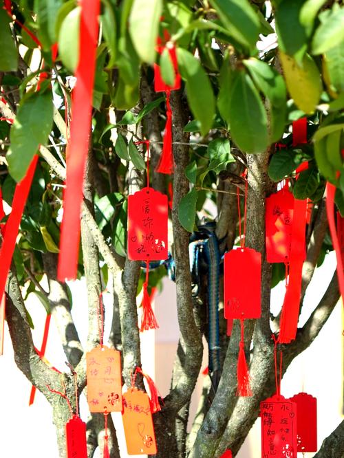 抖音上结婚按手印的树