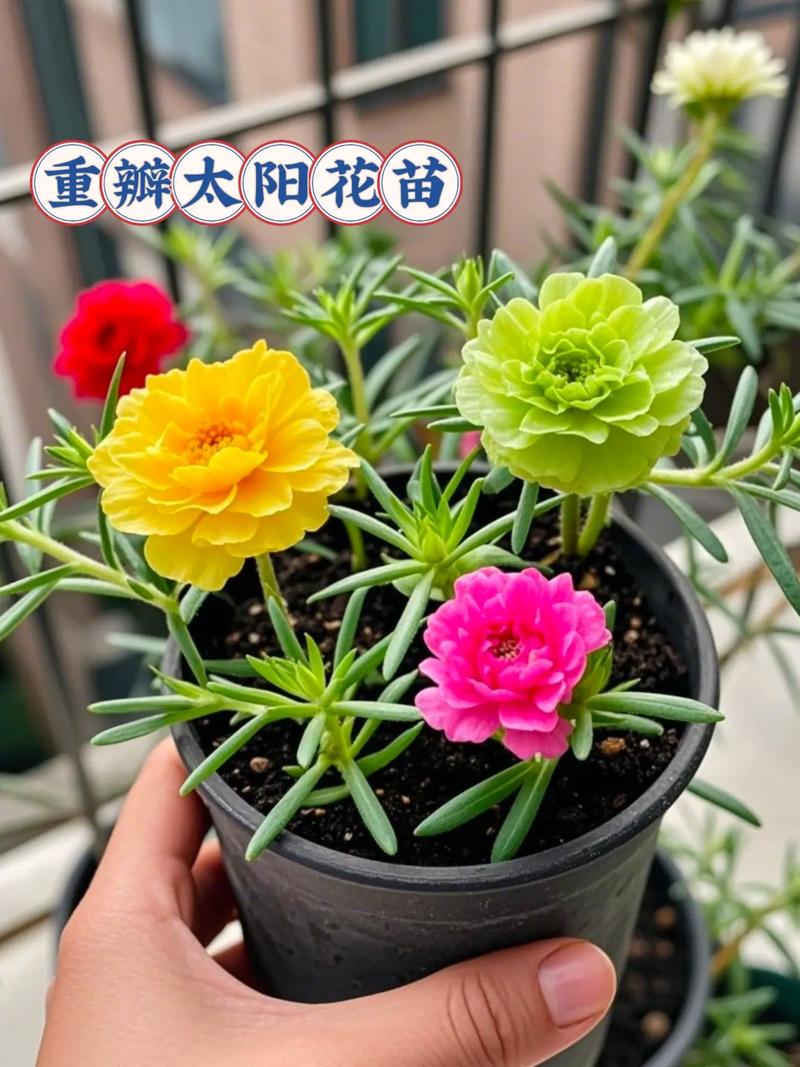 抖音里的太阳花叫什么
