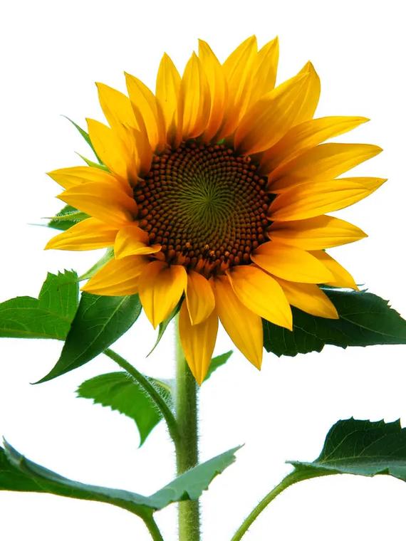 抖音里的太阳花叫什么