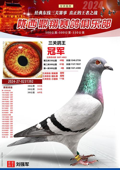 甘肃今日赛事直播信鸽