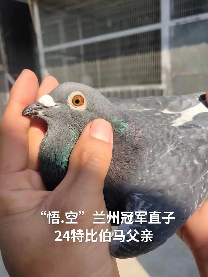 甘肃今日赛事直播信鸽