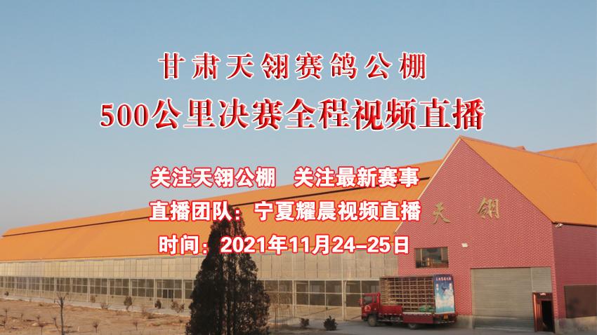 甘肃今日赛事直播信鸽