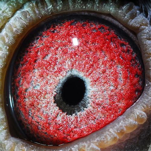 成都信鸽协会赛事直播