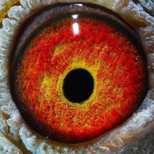 成都信鸽协会赛事直播