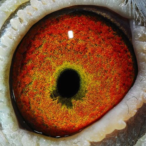 成都信鸽协会赛事直播