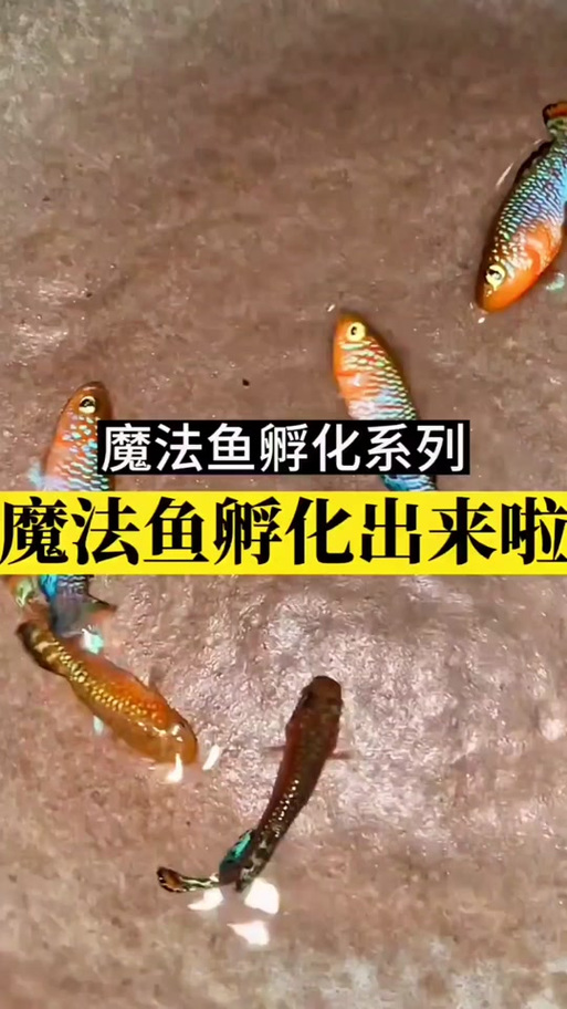 抖音魔法鱼是什么意思
