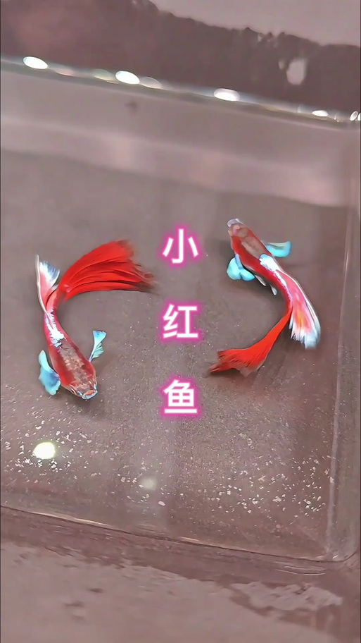 抖音魔法鱼是什么意思