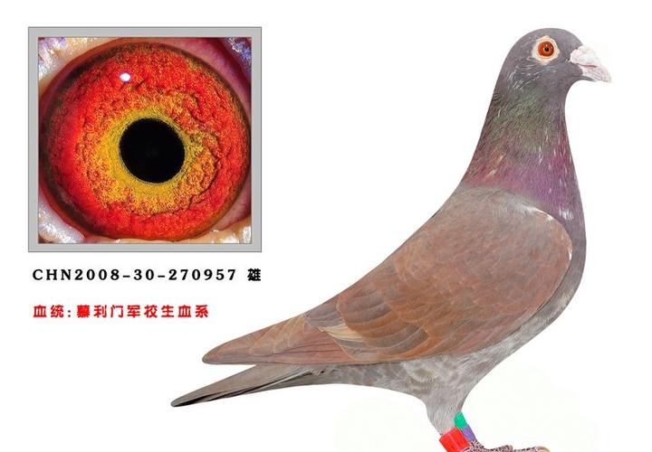 中国信鸽竞翔赛事直播