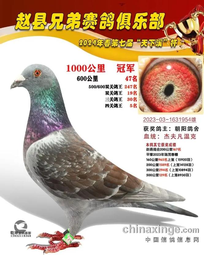 中国信鸽协会赛事直播