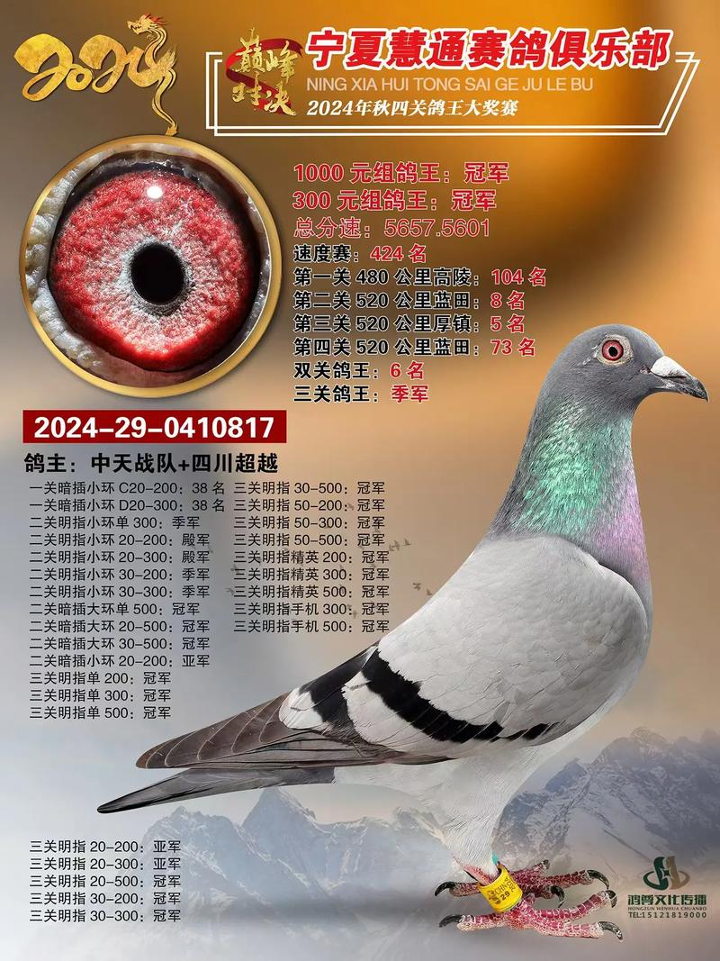 中国信鸽协会赛事直播