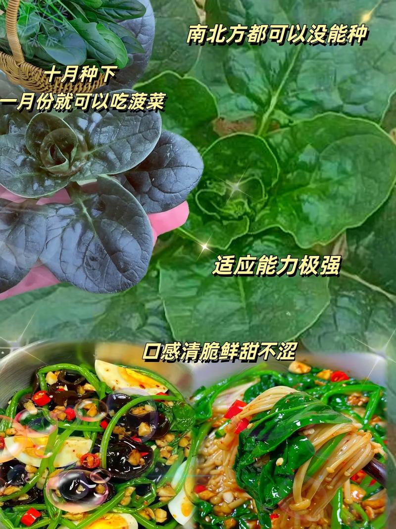 抖音 菠菜的个人主页
