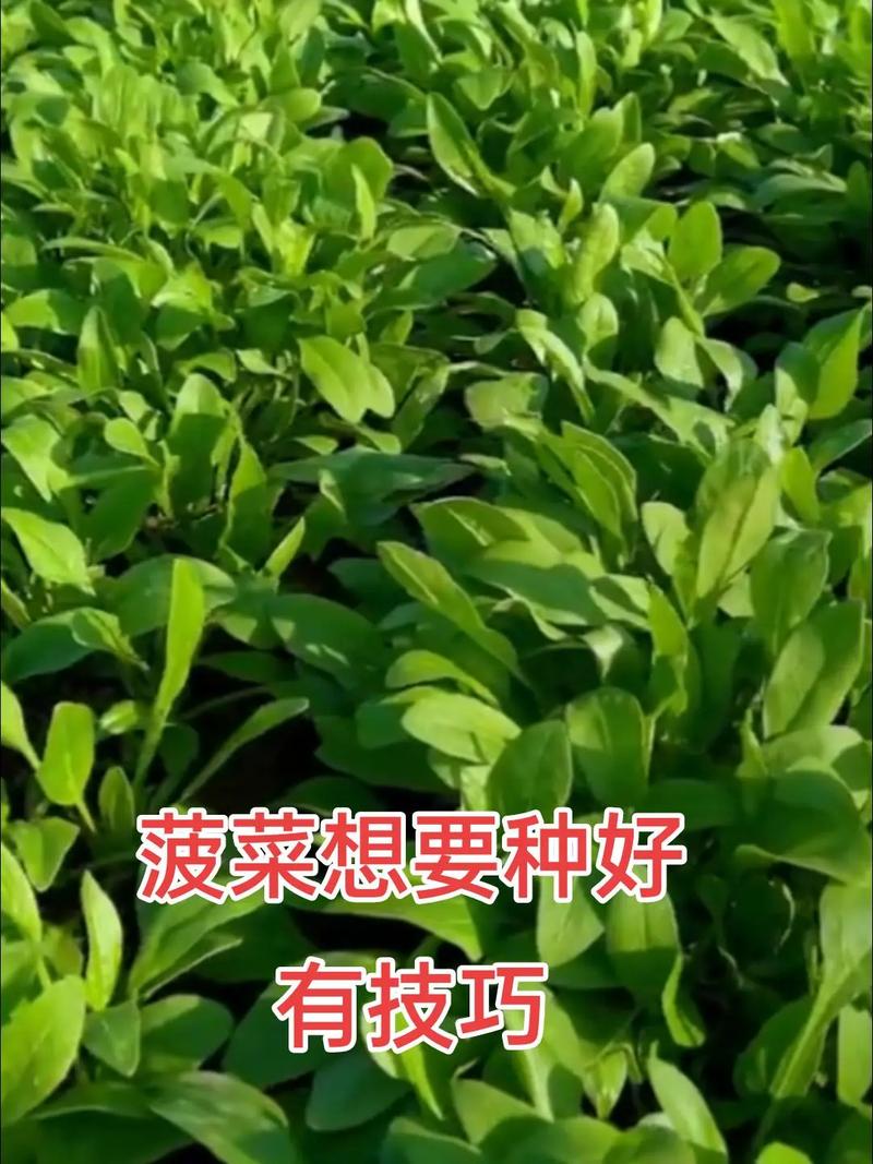 抖音 菠菜的个人主页
