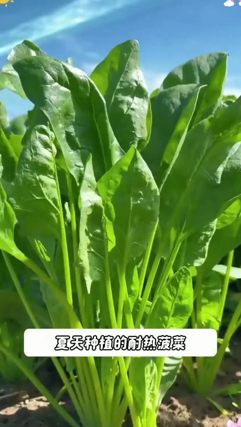 抖音 菠菜的个人主页