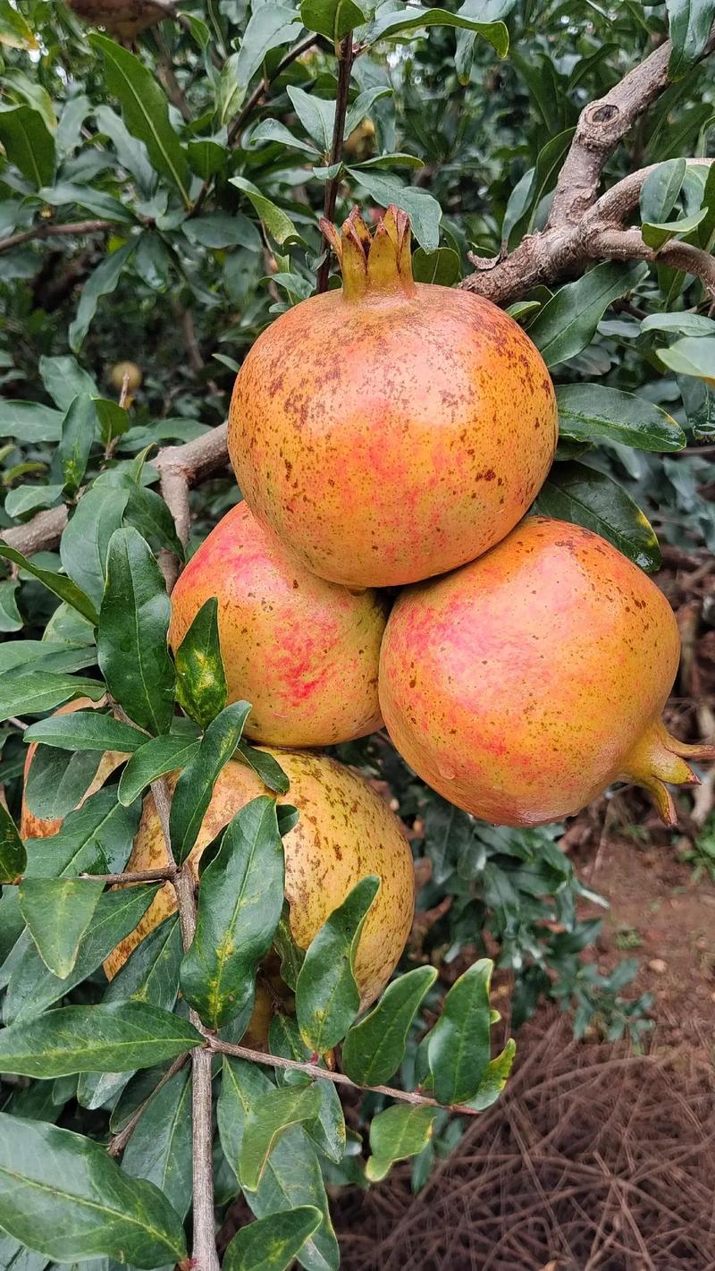 抖音红石榴防晒霜危害