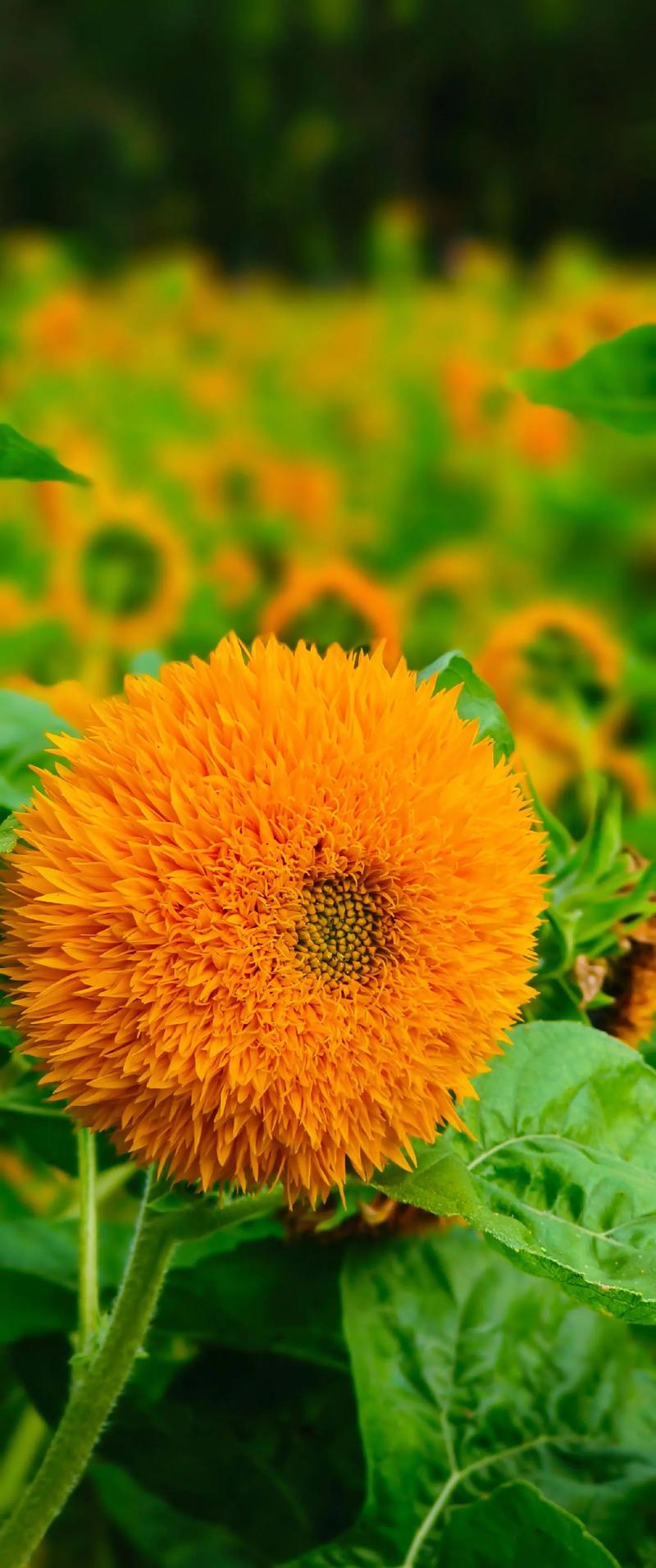 抖音向日葵吹得什么歌