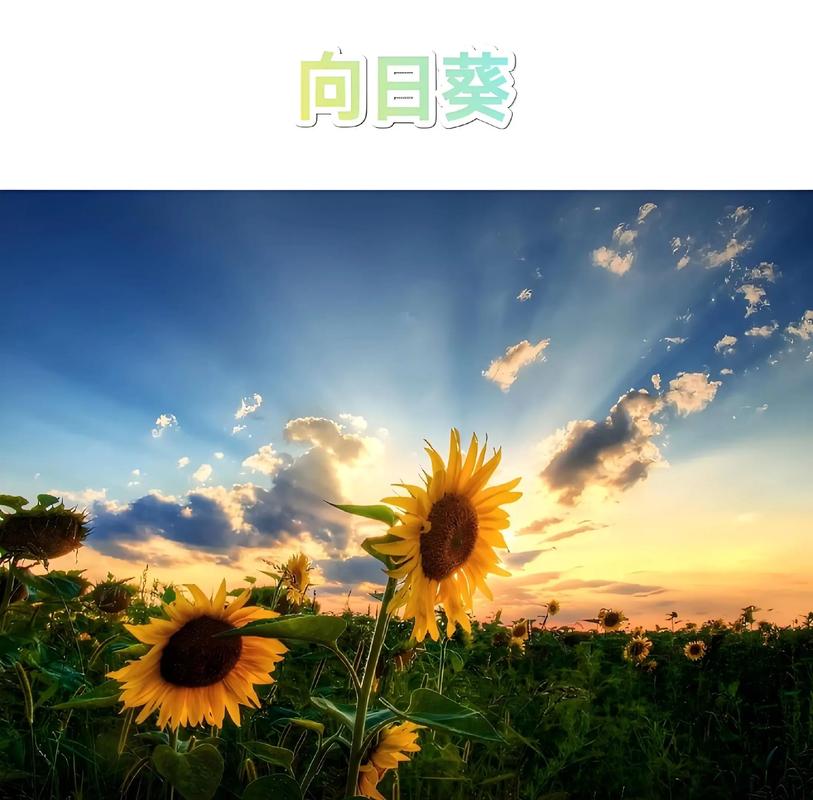 抖音向日葵吹得什么歌