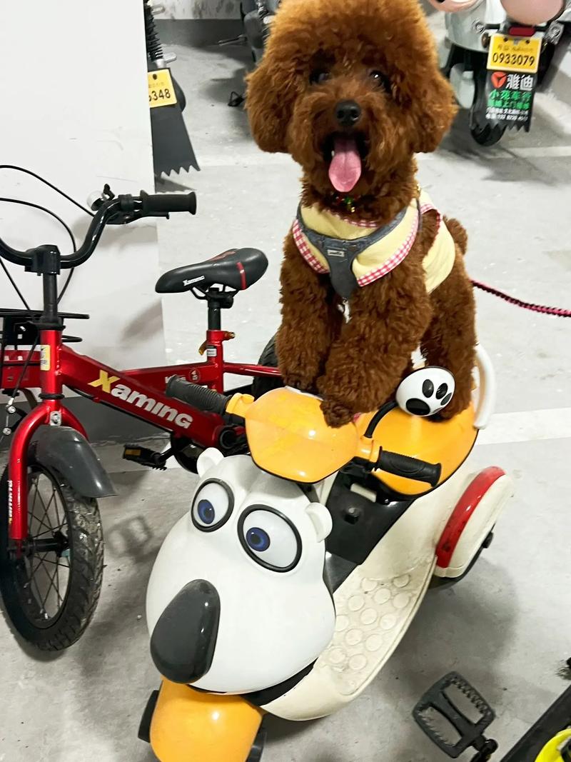 抖音里面卡通狗电动车