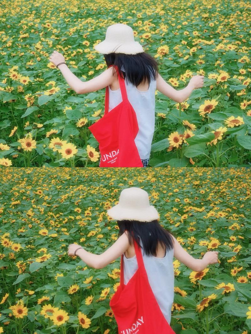 抖音跳舞的向日葵视频