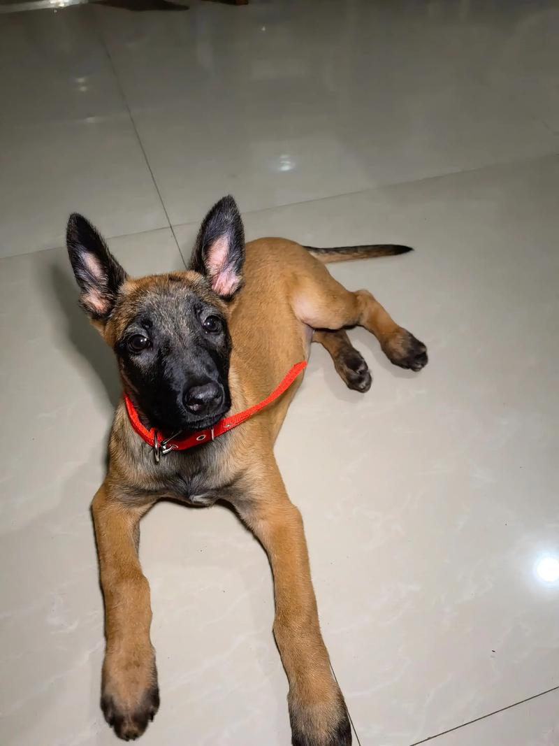 抖音搞笑狗狗马犬视频