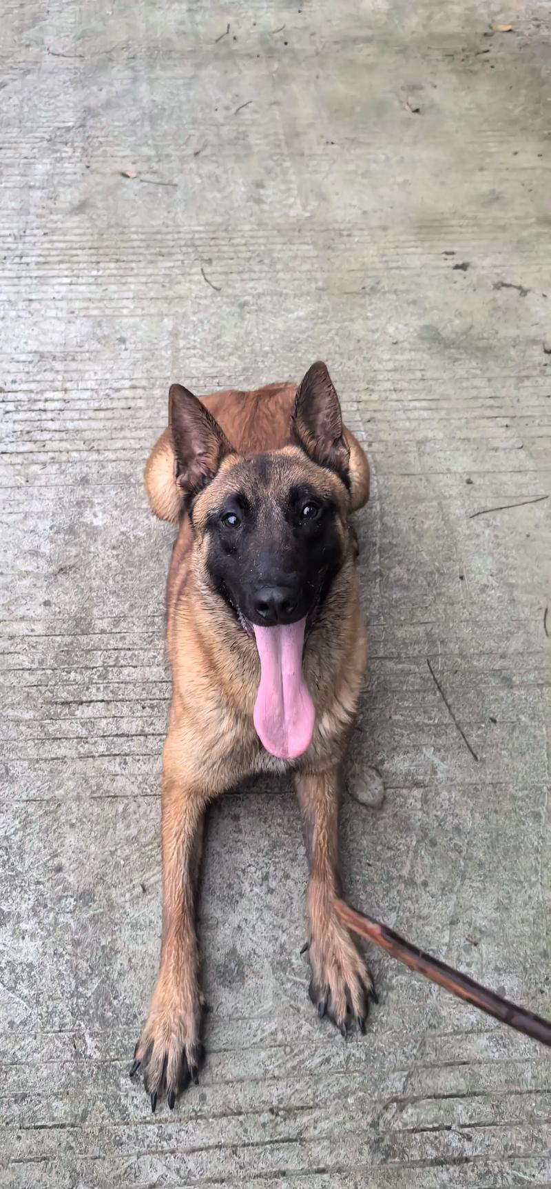 抖音搞笑狗狗马犬视频