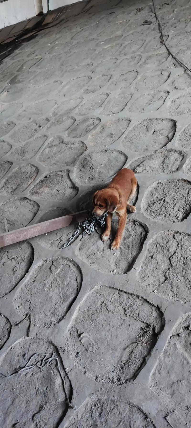 抖音 铁链拴脖子的狗