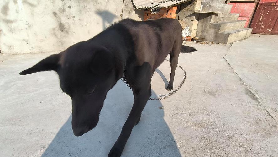 抖音 铁链拴脖子的狗