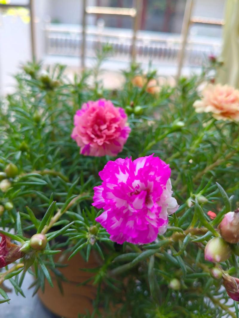 会跳舞的太阳花 抖音