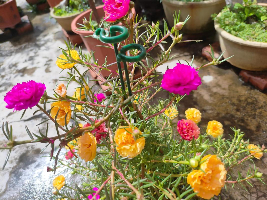 会跳舞的太阳花 抖音