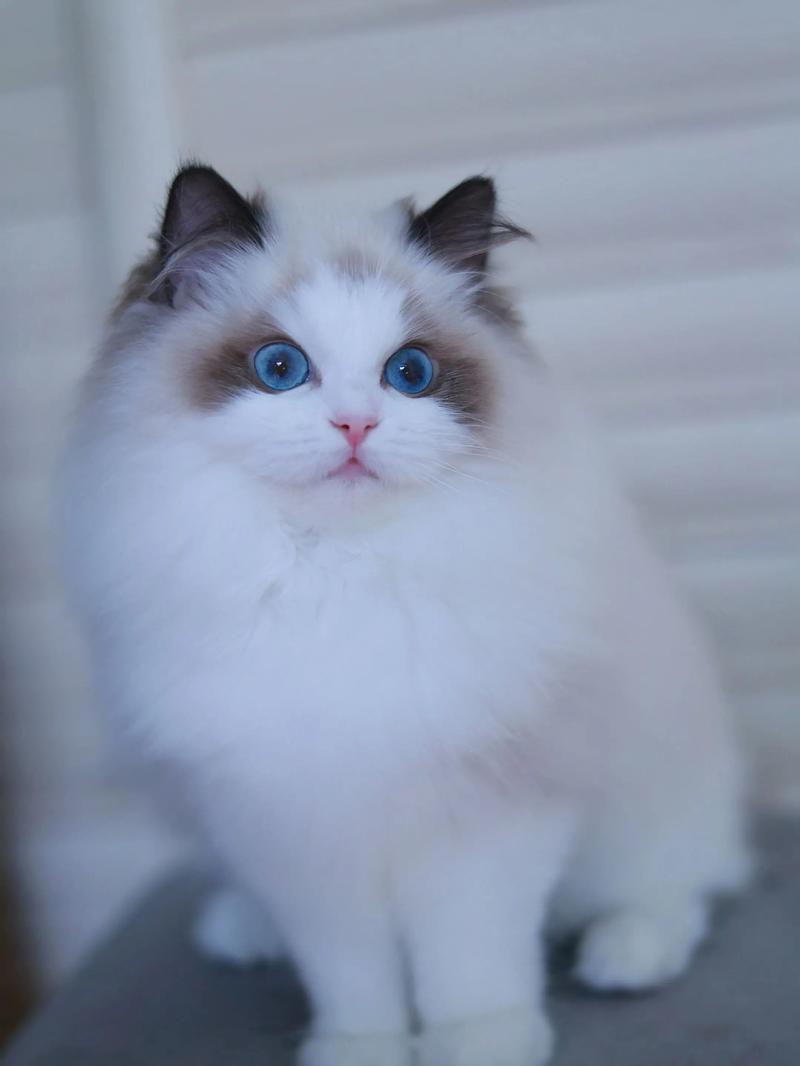 抖音蓝色眼睛的布偶猫