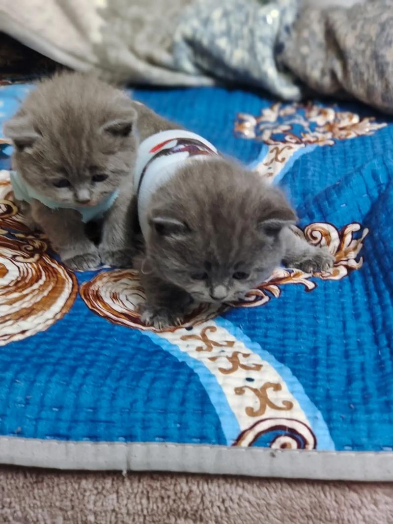 抖音蓝色眼睛的布偶猫