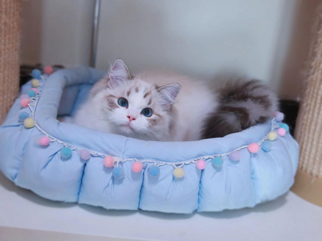 抖音蓝色眼睛的布偶猫
