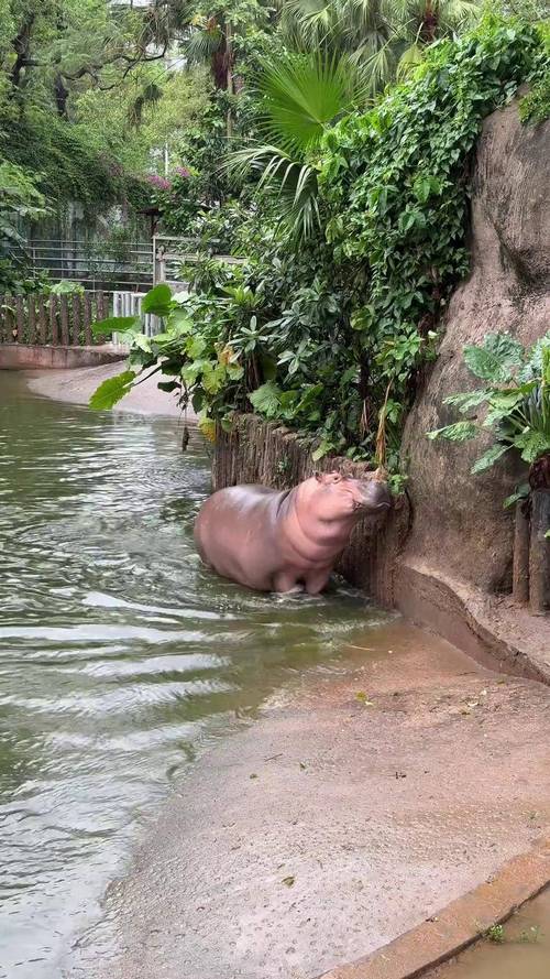 抖音怎么加大河马特效