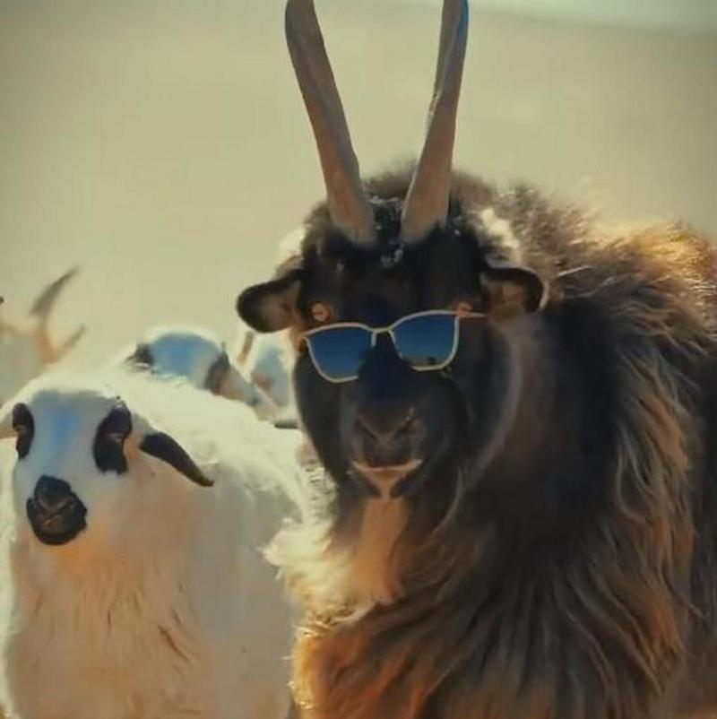 快手网红牧羊帅的照片