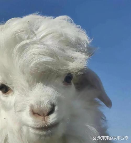 快手网红牧羊帅的照片