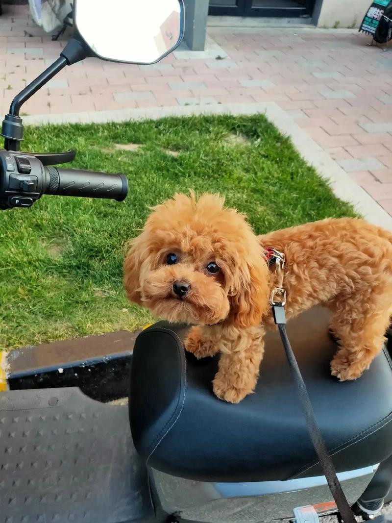 快手泰迪犬豆豆会走路