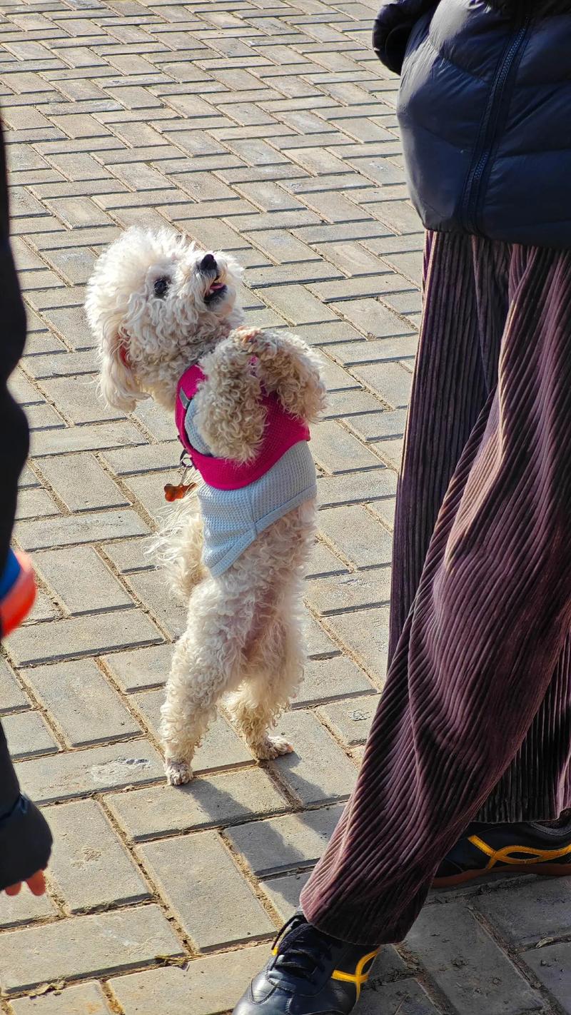快手泰迪犬豆豆会走路