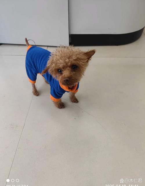 快手泰迪犬豆豆会走路