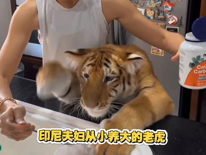 快手养老虎叫什么名字