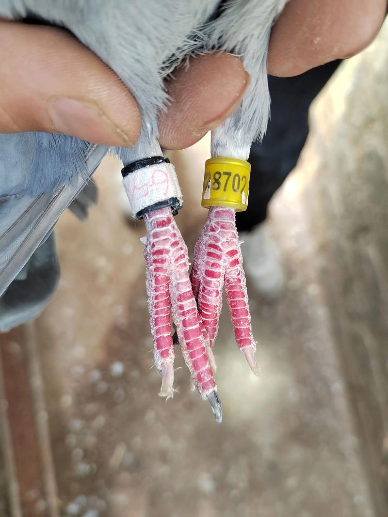 中鸽网赛事直播鸽网