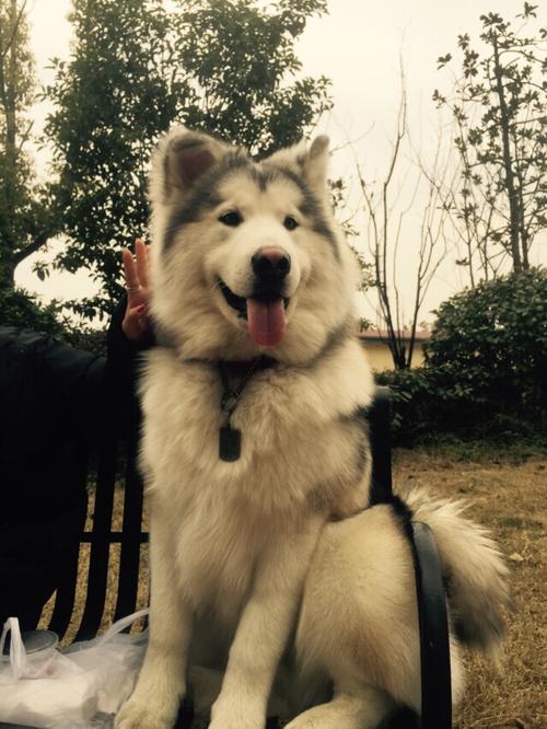 快手搞笑阿拉斯加拉丝