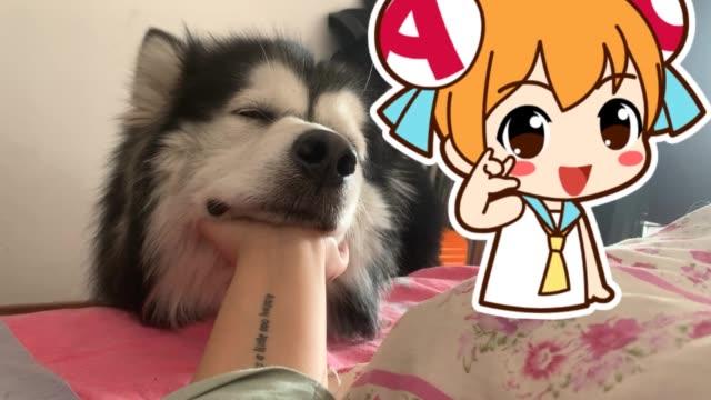 快手搞笑阿拉斯加拉丝