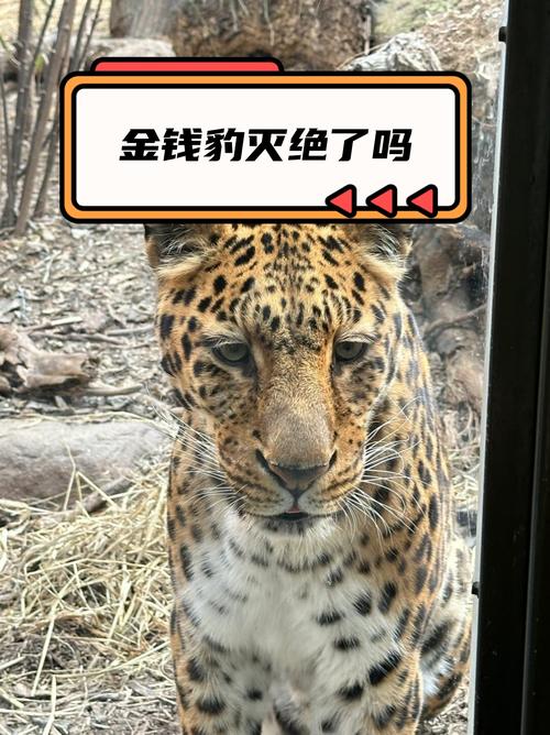 快手金钱豹兄弟叫什么