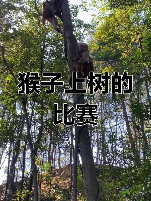抖音上面猴子上树游戏