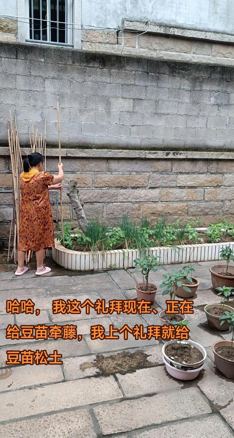 快手豆苗呀豆苗呀多大