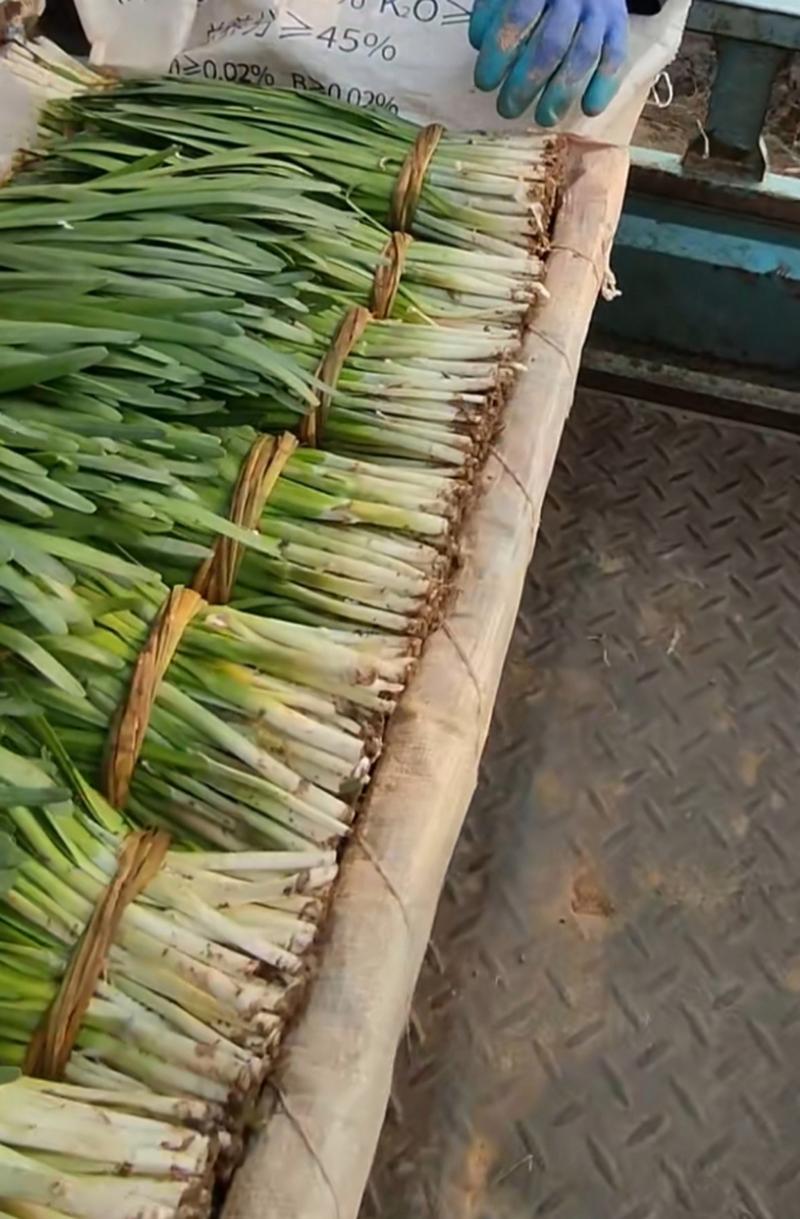 青岛卖韭菜的大爷快手